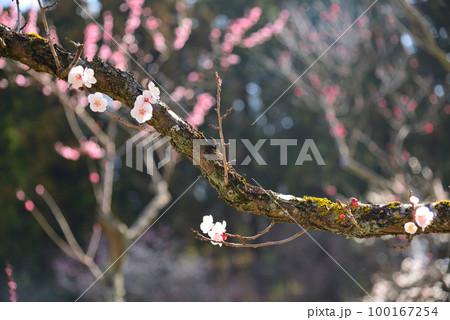 春の訪れを告げる梅の花 100167254