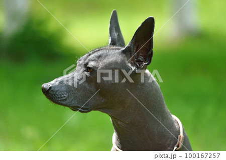 Portrait of  Mexican Hairless Dog 100167257