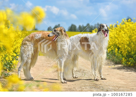 Hunting dogs on a rural field background 100167285
