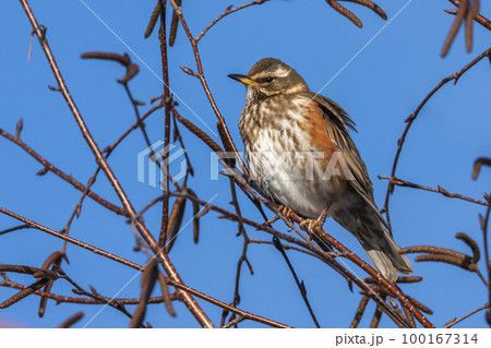 Redwing (Turdus iliacus) in a birch tree in the Netherlands 100167314