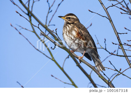 Redwing (Turdus iliacus) sitting on a branch of a tree  in winter 100167318