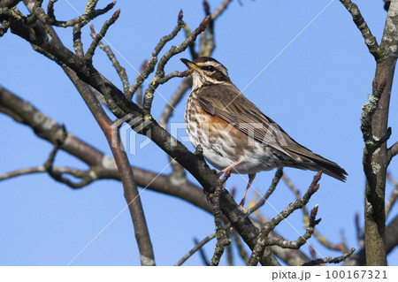 Redwing (Turdus iliacus) sitting on a branch of a tree  in winter 100167321
