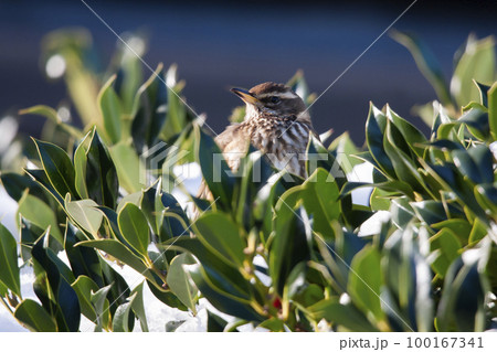 Redwing (Turdus iliacus) in a holly tree in the Netherlands 100167341
