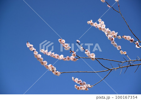 春の訪れを告げる梅の花 100167354