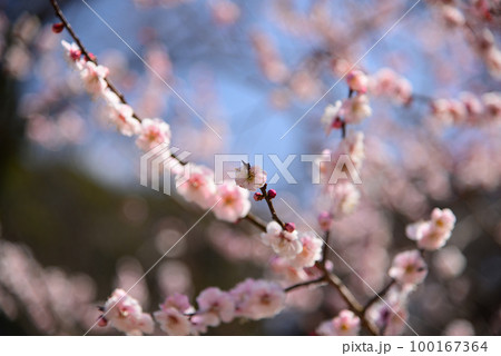 春の訪れを告げる梅の花 100167364