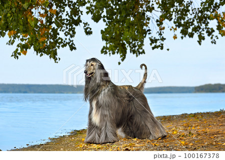 Beautiful fully coated Afghan Hound 100167378