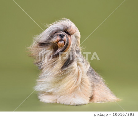 Fully coated beautiful Lhasa Apso dog Fully coated beautiful Lhasa Apso dog 100167393