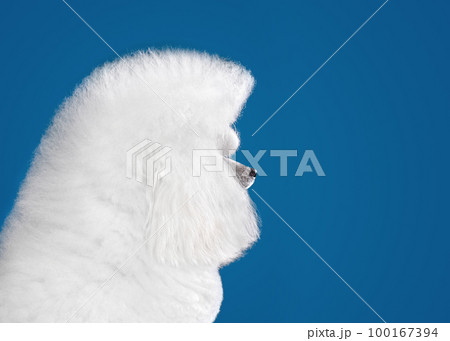 Portrait of white toy poodle Portrait of white toy poodle 100167394