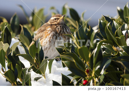 Redwing (Turdus iliacus) in a holly tree in the Netherlands 100167413