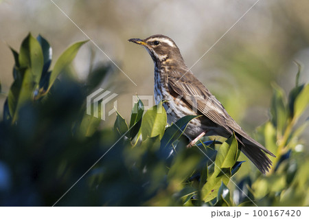 Redwing (Turdus iliacus) in a holly tree in the Netherlands 100167420