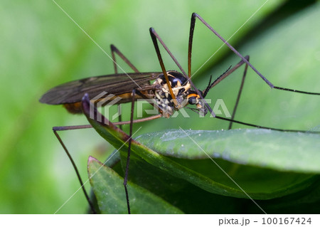 a mosquito sitting on leaf in summer a mosquito sitting on leaf in summer 100167424