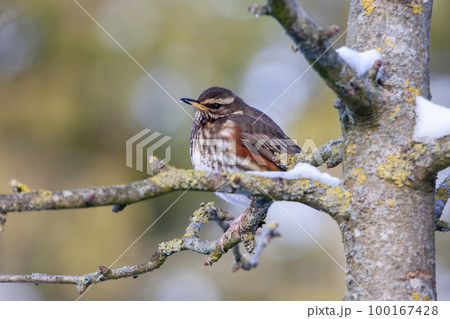 Redwing (Turdus iliacus) sitting on a branch of a tree  in winter 100167428