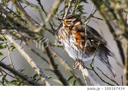 Redwing (Turdus iliacus) sitting on a branch of a tree in winter Redwing (Turdus iliacus) sitting on a branch of a tree in winter 100167434