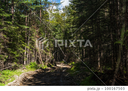 Forest Road. Bad forest road in the Russian taiga. An old timber road in the taiga. The river flows along an old forest road. Forest Road. Bad forest road in the Russian taiga. An old timber road in the taiga. The river flows along an old forest road. 100167503