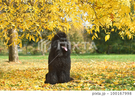Black poodle sitting on autumn leaves Black poodle sitting on autumn leaves 100167998