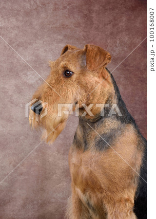 Big British Airedale Terrier Big British Airedale Terrier 100168007