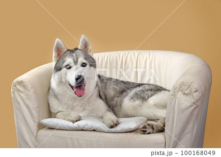 Lying Siberian husky dog 100168049