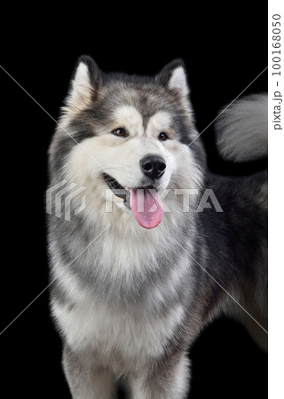 Beautiful Alaskan Malamute dog Beautiful Alaskan Malamute dog 100168050