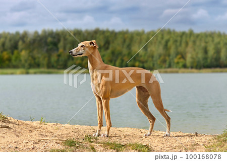 Beautiful English Whippet 100168078