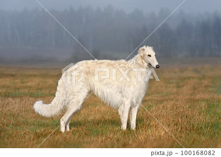 White beautiful russian borzoi dog 100168082