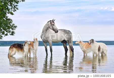 Beautiful russian borzoi dogs with gray horse 100168105