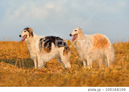 Two beautiful russian borzoi dogs 100168106