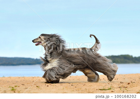 Beautiful Afghan Hound 100168202