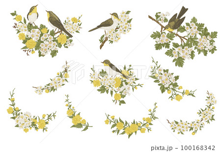 Set with birds and flowers. Blooming garden branches. Compositions with plant elements and birds. Flower garlands. Vintage illustration. Colorful. 100168342