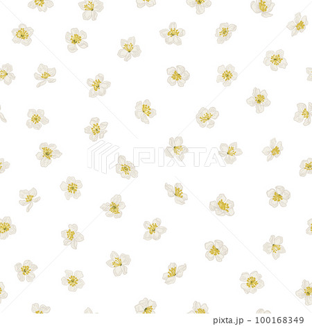Floral print. Seamless pattern with cherry flowers. Vintage Illustration. Yellow and white. Isolated on transparent background. 100168349