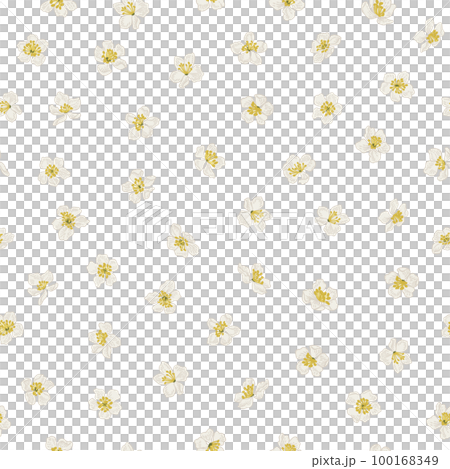 Floral print. Seamless pattern with cherry flowers. Vintage Illustration. Yellow and white. Isolated on transparent background. 100168349