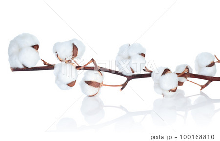 Coton Flower on the delicate white background close-up 100168810