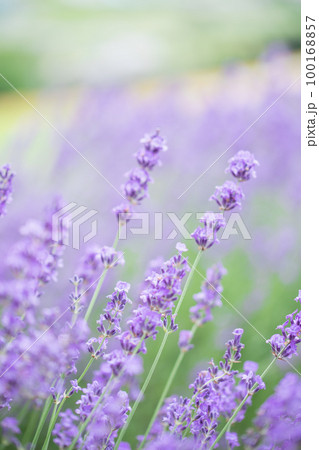 北海道富良野のラベンダー畑の風景 100168857