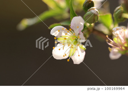 盆栽仕立てのスモモのわずかに桃色がかった白い花をつける花枝をクローズアップ・マクロ接写撮影。 100169964