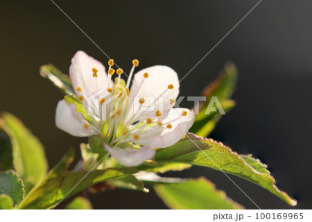 盆栽仕立てのスモモのわずかに桃色がかった白い花をつける花枝をクローズアップ・マクロ接写撮影。 100169965