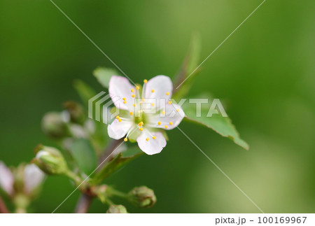 盆栽仕立てのスモモのわずかに桃色がかった白い花をつける花枝をクローズアップ・マクロ接写撮影。 盆栽仕立てのスモモのわずかに桃色がかった白い花をつける花枝をクローズアップ・マクロ接写撮影。 100169967
