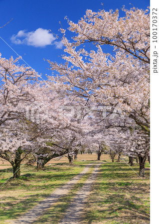 福島_満開の桜咲く並木道の風景 100170372