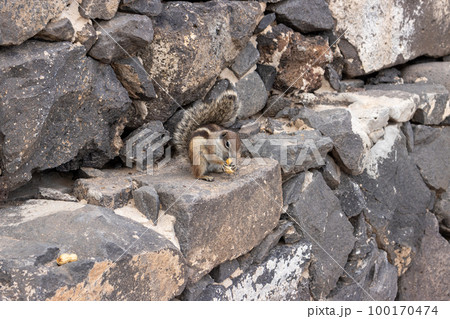 Chipmunk in the natural habitat, Fuerteventura 100170474