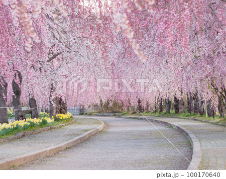 福島_日中線のしだれ桜の絶景 福島_日中線のしだれ桜の絶景 100170640
