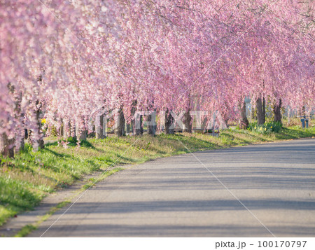 福島_日中線のしだれ桜の絶景 100170797