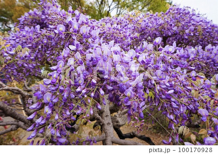 玉敷公園　フジ　藤 100170928