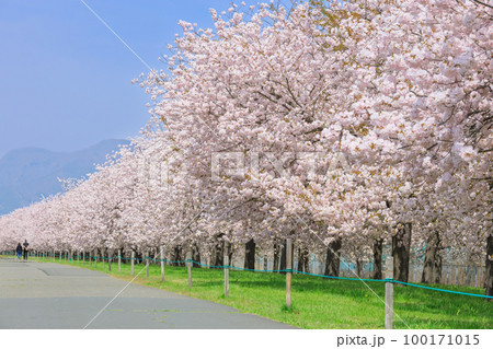 長野_千曲川堤防桜堤の桜絶景 100171015