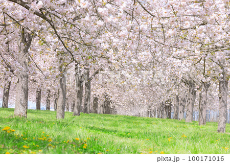 長野_千曲川堤防桜堤の桜絶景 100171016