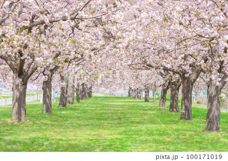 長野_千曲川堤防桜堤の桜絶景 100171019