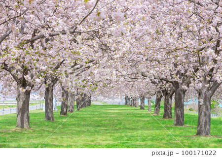 長野_千曲川堤防桜堤の桜絶景 長野_千曲川堤防桜堤の桜絶景 100171022