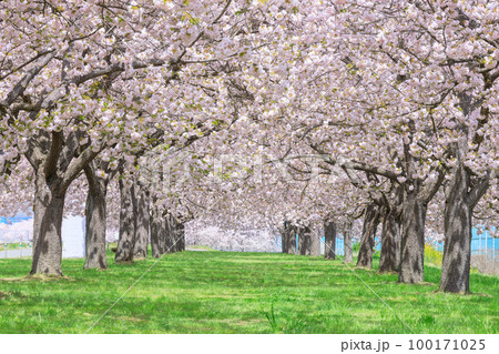 長野_千曲川堤防桜堤の桜絶景 長野_千曲川堤防桜堤の桜絶景 100171025
