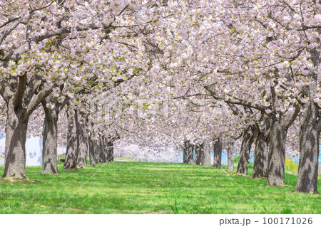 長野_千曲川堤防桜堤の桜絶景 長野_千曲川堤防桜堤の桜絶景 100171026