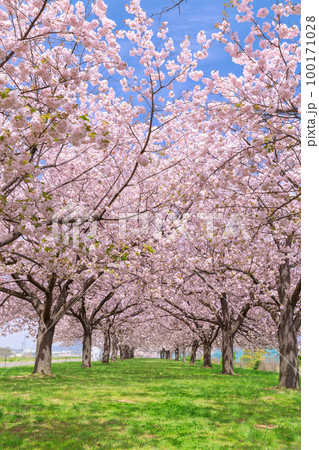 長野_千曲川堤防桜堤の桜絶景 100171028