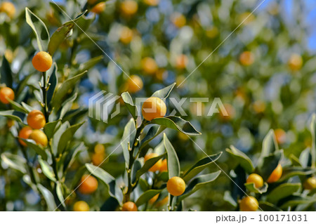 キンカン 100171031