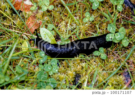 Large black slug on grass in a garden Large black slug on grass in a garden 100171107