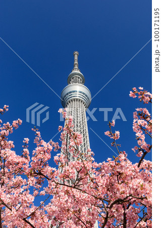 東京スカイツリー_河津桜の絶景風景 東京スカイツリー_河津桜の絶景風景 100171195